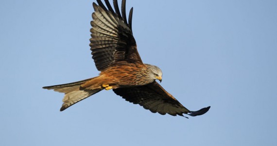 Ornitología y Birding en Extremadura en Brozas